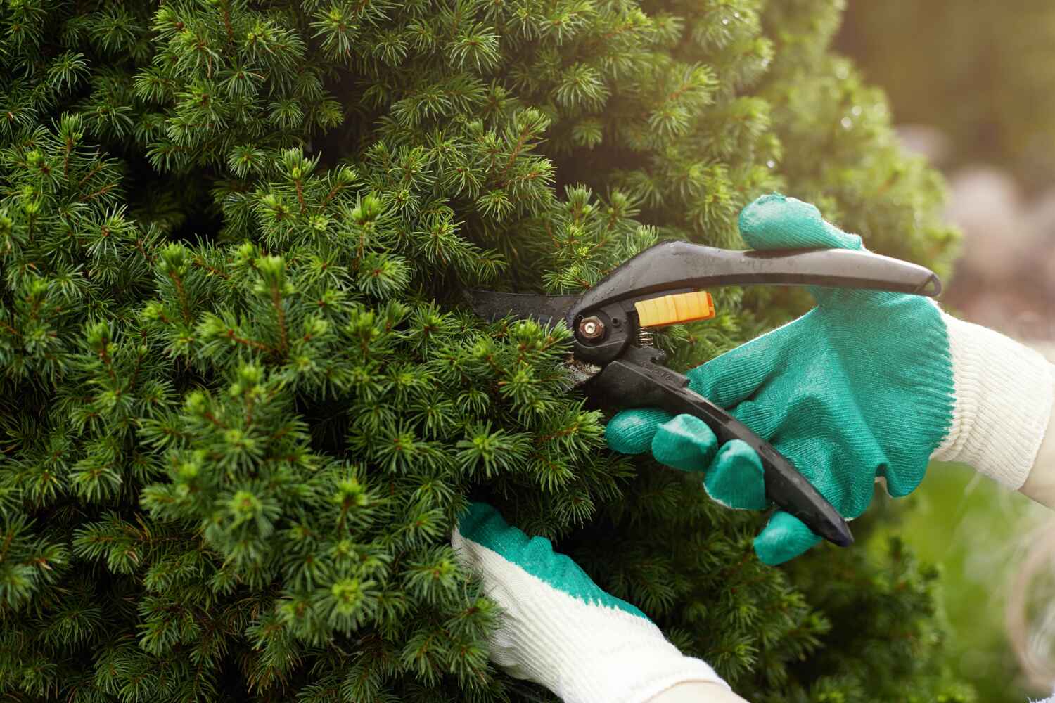 Best Tree Pruning Services  in Arnold, MO